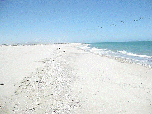 http://i213.photobucket.com/albums/cc212/DavidKier/513%20Shell%20Island/513ShellIsland001.jpg