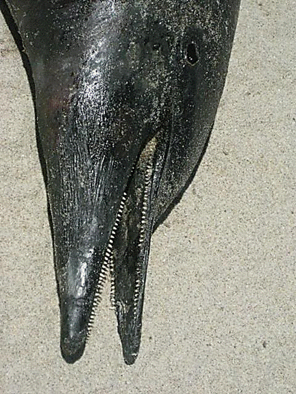 http://i213.photobucket.com/albums/cc212/DavidKier/513%20Shell%20Island/513ShellIsland005.jpg