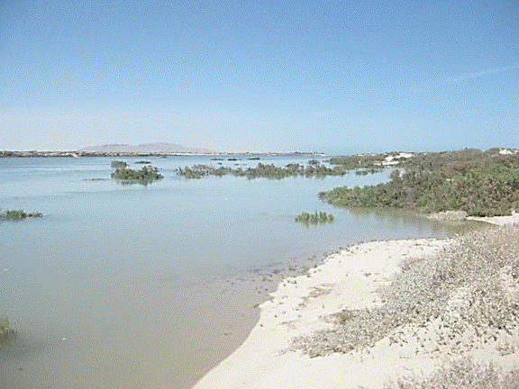 http://i213.photobucket.com/albums/cc212/DavidKier/513%20Shell%20Island/513ShellIsland014.jpg