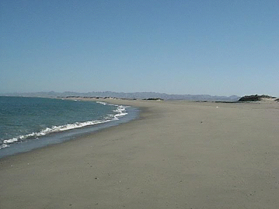 http://i213.photobucket.com/albums/cc212/DavidKier/513%20Shell%20Island/513ShellIsland025.jpg
