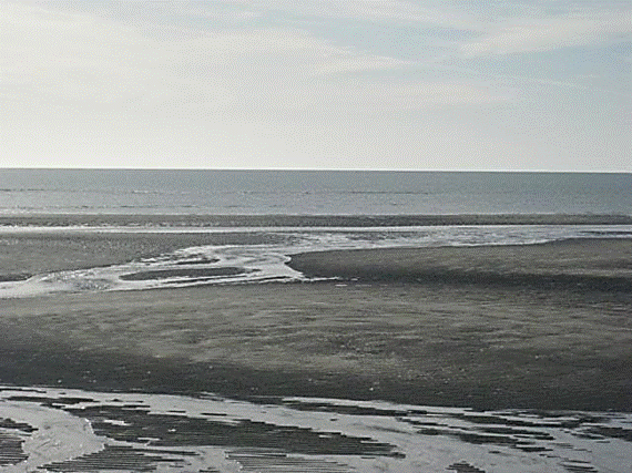 http://i213.photobucket.com/albums/cc212/DavidKier/513%20Shell%20Island/513ShellIsland040.jpg