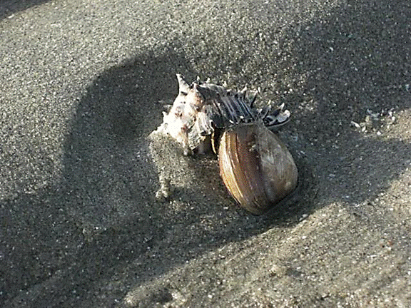 http://i213.photobucket.com/albums/cc212/DavidKier/513%20Shell%20Island/513ShellIsland041.jpg