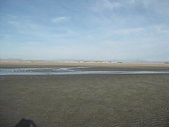 http://i213.photobucket.com/albums/cc212/DavidKier/513%20Shell%20Island/513ShellIsland043.jpg