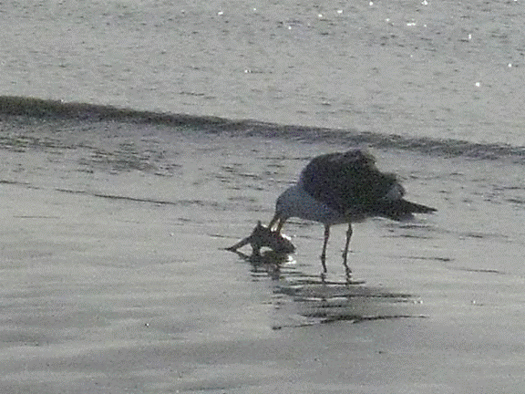 http://i213.photobucket.com/albums/cc212/DavidKier/513%20Shell%20Island/513ShellIsland045.jpg