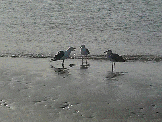 http://i213.photobucket.com/albums/cc212/DavidKier/513%20Shell%20Island/513ShellIsland050.jpg