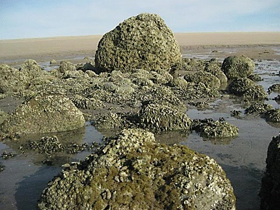 http://i213.photobucket.com/albums/cc212/DavidKier/513%20Shell%20Island/513ShellIsland053.jpg