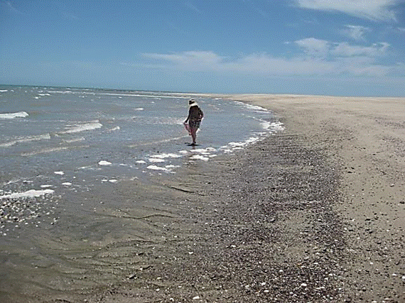 http://i213.photobucket.com/albums/cc212/DavidKier/513%20Shell%20Island/513ShellIsland060.jpg