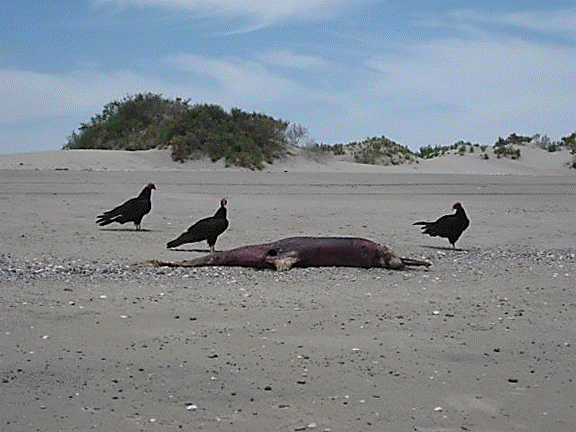 http://i213.photobucket.com/albums/cc212/DavidKier/513%20Shell%20Island/513ShellIsland064.jpg