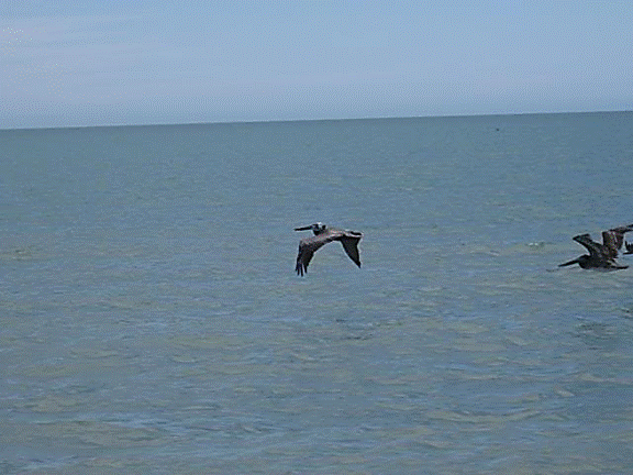 http://i213.photobucket.com/albums/cc212/DavidKier/513%20Shell%20Island/513ShellIsland068.jpg
