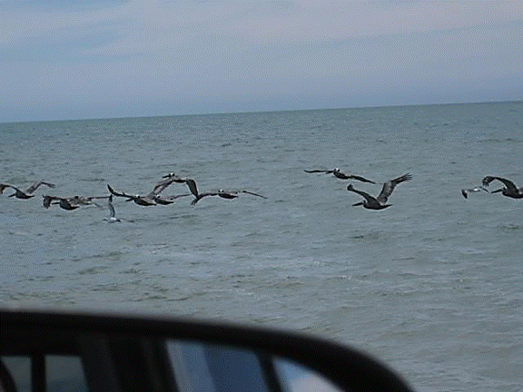 http://i213.photobucket.com/albums/cc212/DavidKier/513%20Shell%20Island/513ShellIsland070.jpg