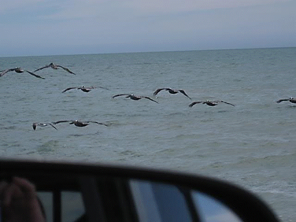 http://i213.photobucket.com/albums/cc212/DavidKier/513%20Shell%20Island/513ShellIsland071.jpg