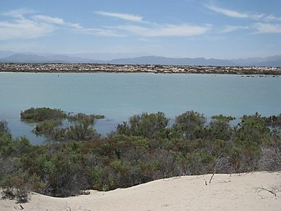 http://i213.photobucket.com/albums/cc212/DavidKier/513%20Shell%20Island/513ShellIsland080.jpg
