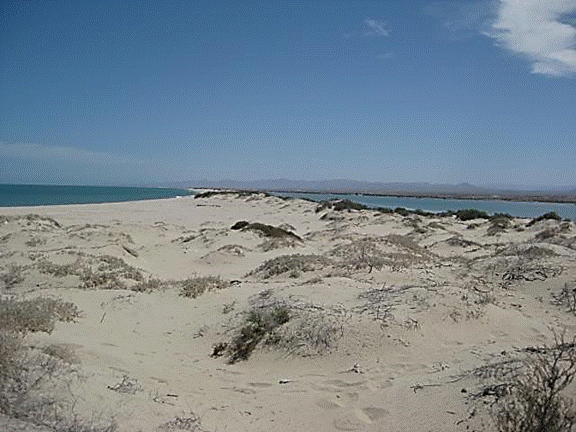 http://i213.photobucket.com/albums/cc212/DavidKier/513%20Shell%20Island/513ShellIsland081.jpg