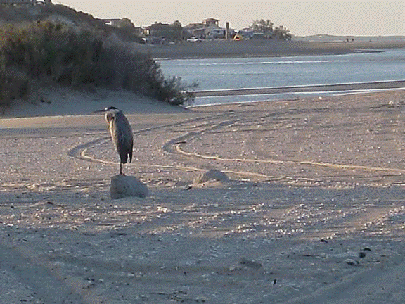 http://i213.photobucket.com/albums/cc212/DavidKier/513%20Shell%20Island/513ShellIsland082.jpg