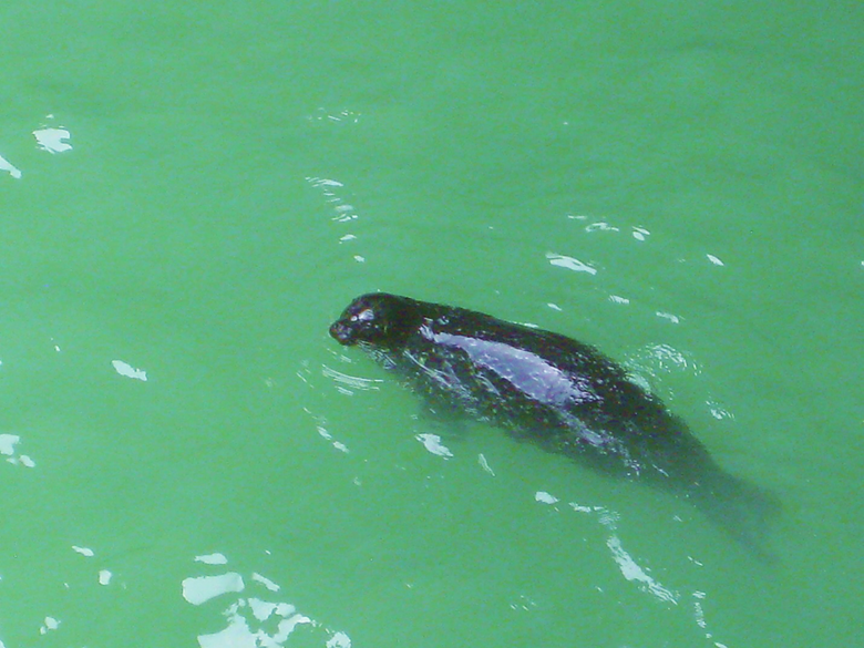 An animal swimming in the water Description automatically generated